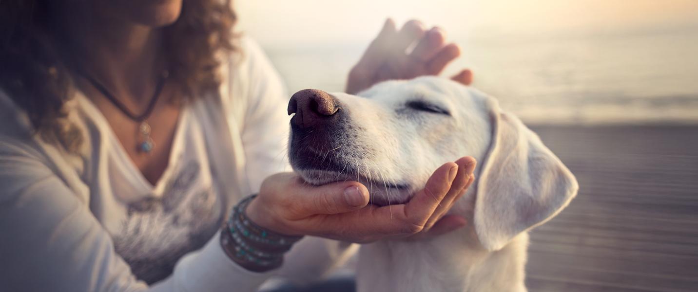 10 % rabatt på ett helt köp hos VetApotek