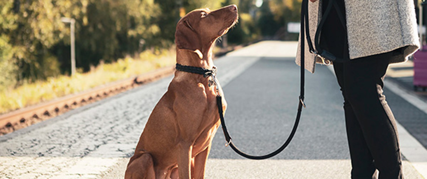 Skaffa ICAs djurförsäkring & bli medlem i Stammis Husdjur - Få upp till 400 kr i ICA-bonus