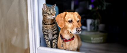 10 % studentrabatt på ett helt köp hos VetApotek