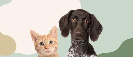 10 % seniorrabatt hos Sveland Djurförsäkringar