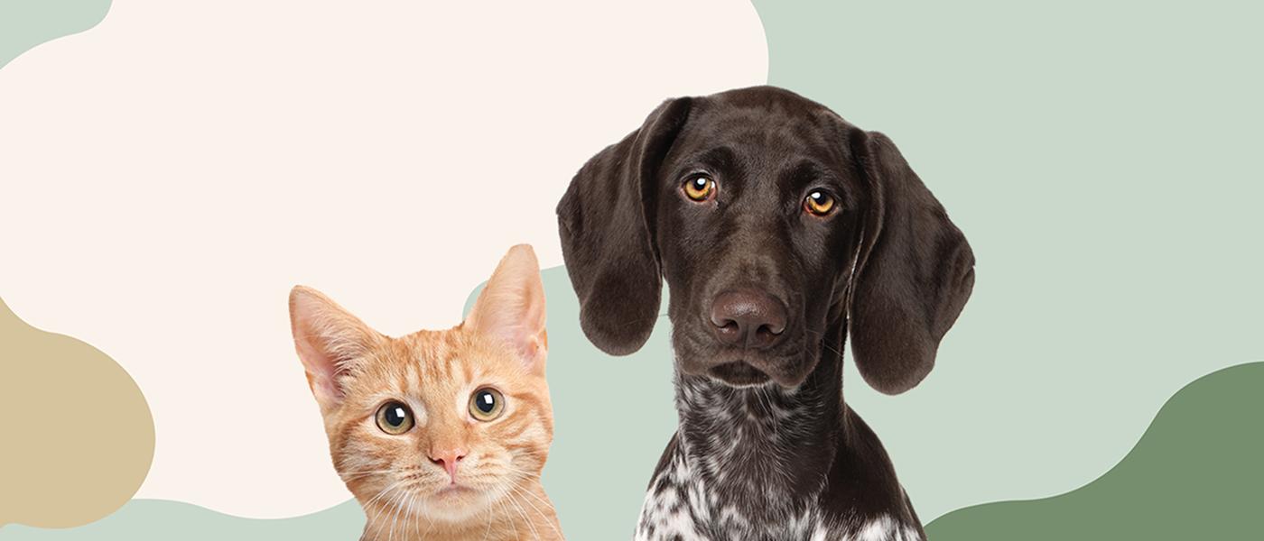 10 % seniorrabatt hos Sveland Djurförsäkringar