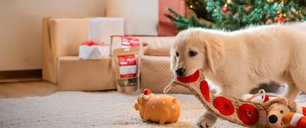 15 % studentrabatt hos VetZoo