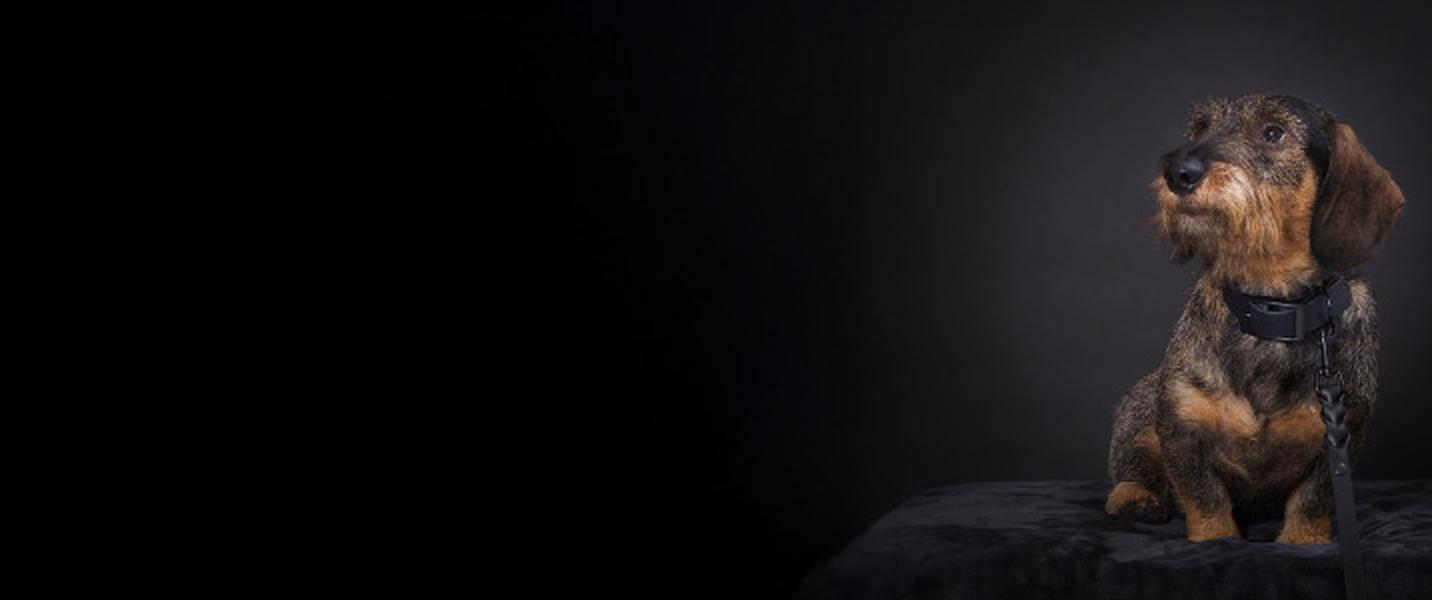 15 % alumnirabatt hos VetZoo