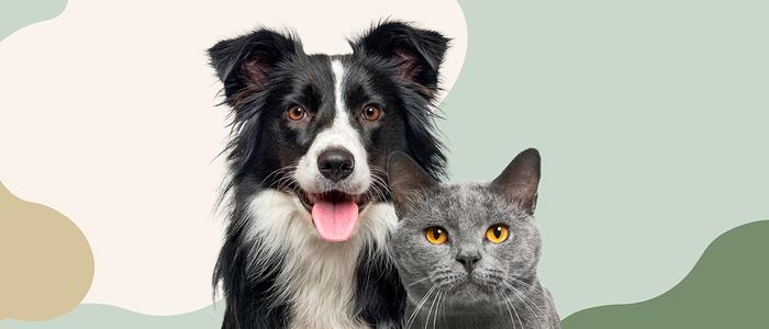 Sveland Djurförsäkringar