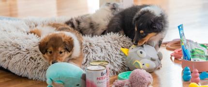 15 % studentrabatt hos VetZoo