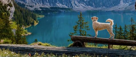 15 % studentrabatt hos hundben.se