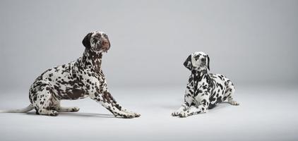 50 % studentrabatt på premien + 250 kr i fodercheck