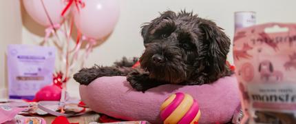 15 % studentrabatt hos VetZoo