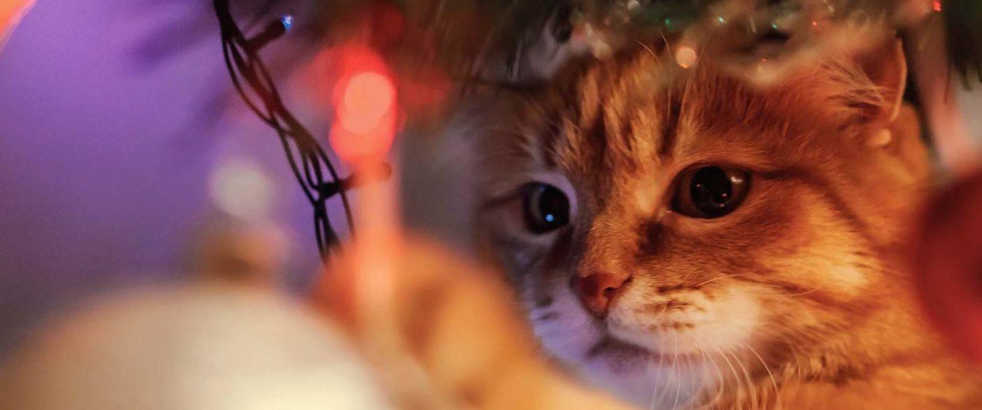 10 % studentrabatt hos FirstVet