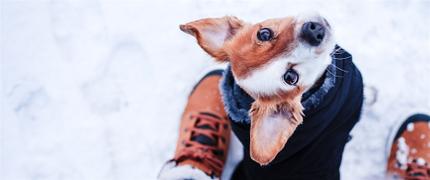 11 % studentrabatt hos Hund.se