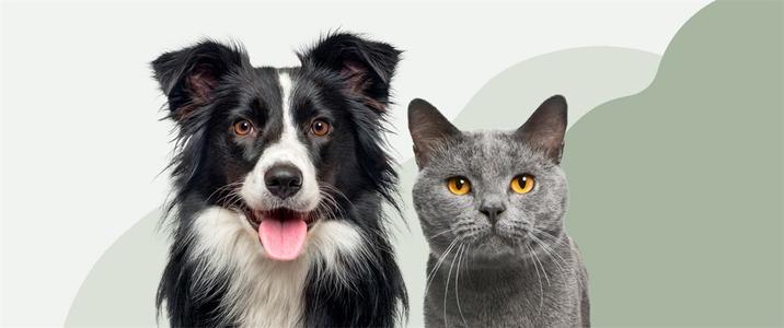 Sveland Djurförsäkringar