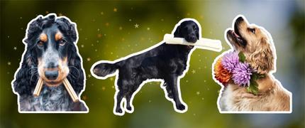 10 % alumnirabatt hos hundben.se