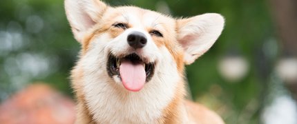Lassie
