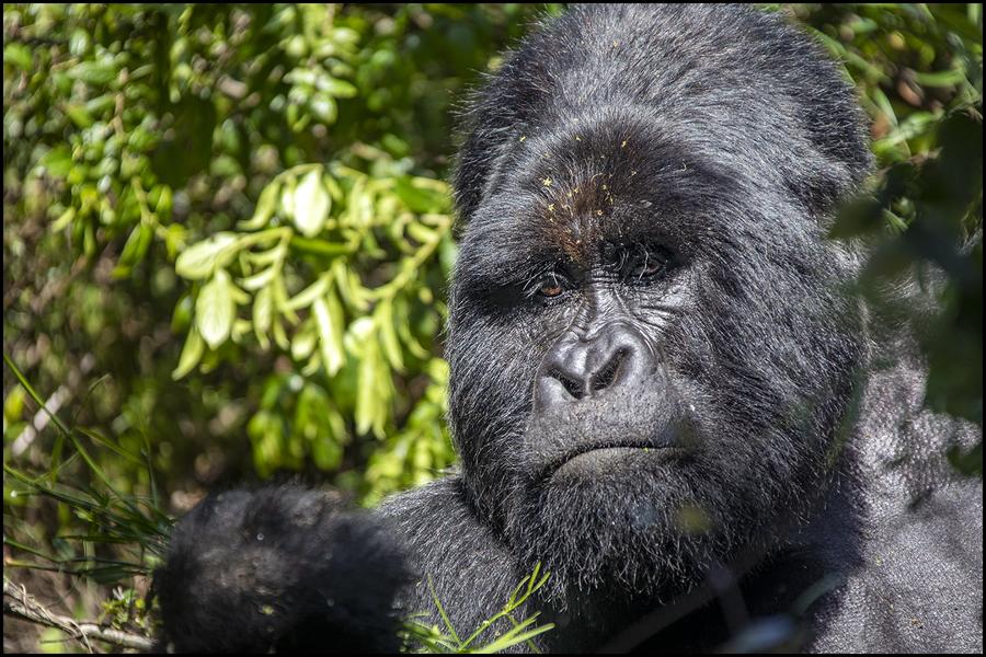 De dimhöljda bergens gorillor