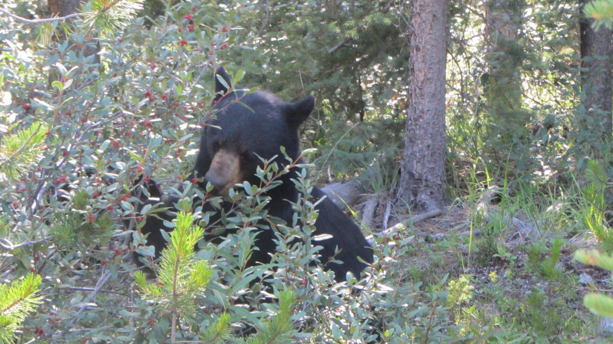 canada-2019-046-scaled.jpg