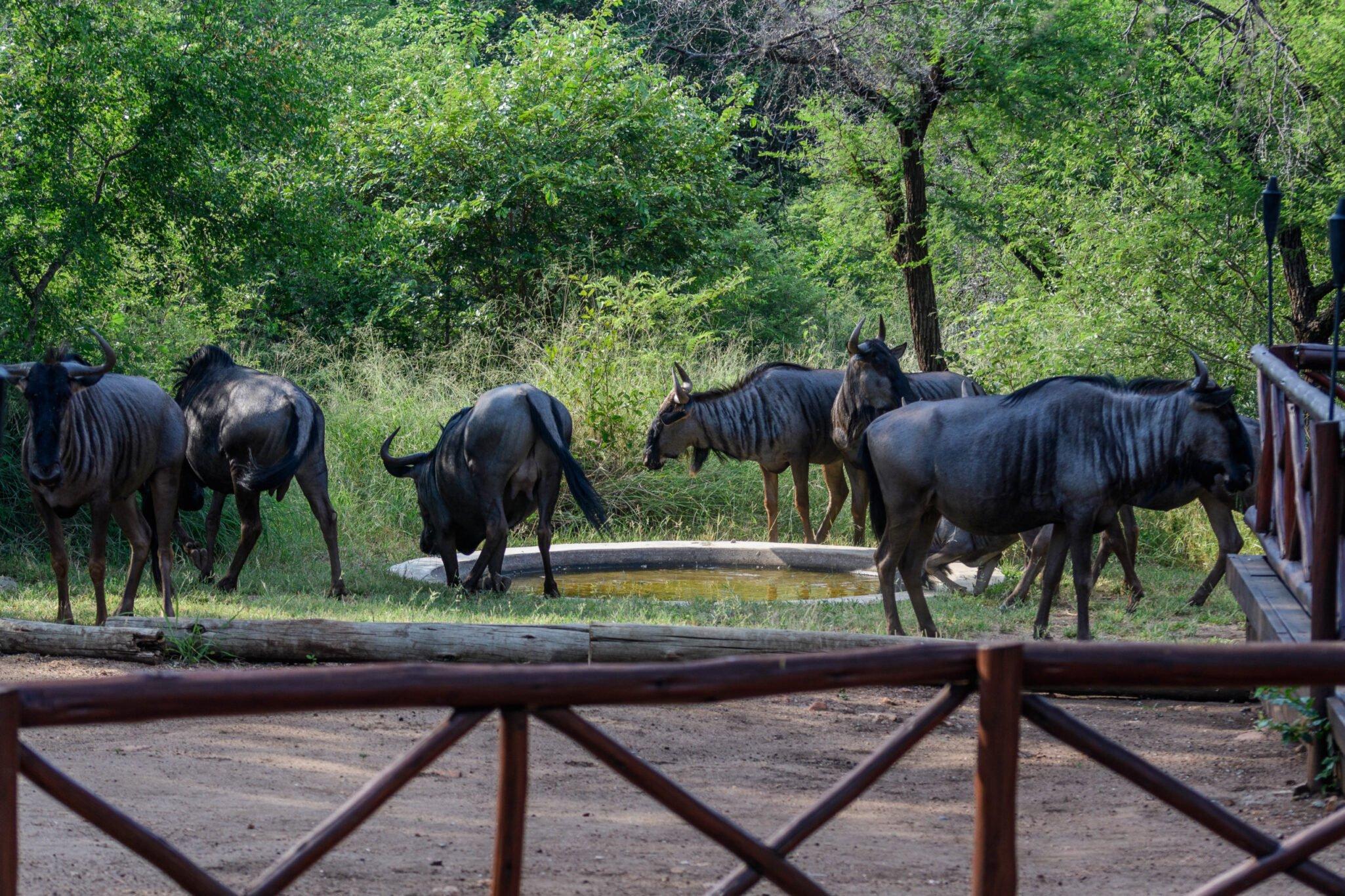 gnuer-vid-boende_marloth-park-scaled.jpg