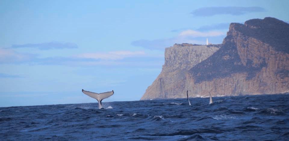 Tre dagar i Tasmanien